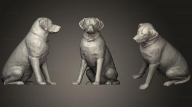 3D model Labrador (Female) (STL)